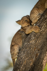 Lion cub getting squashed by another climbing tree