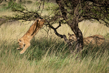 Lion cub jumps from thornbush beside mother