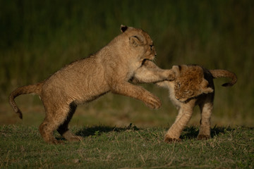 Fototapeta premium Lion cub jumps at another on grass