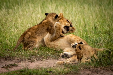 Fototapeta na wymiar Lion cub jumps on another in grass