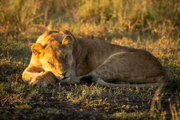 Lion cub lies asleep on short grass