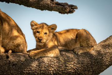 Lion cub lies beside another on branch