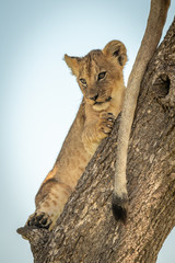 Lion cub lies beside tail on trunk