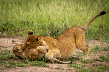 Fototapeta na wymiar Lion cub lies biting neck of another