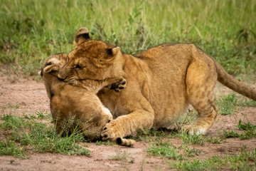 Lion cub lies biting throat of another