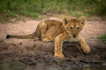 Lion cub lies by pond watching camera