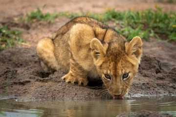 Lion cub lies drinking from muddy pond