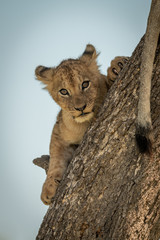 Lion cub lies facing camera trunk