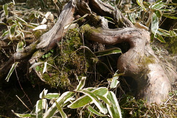 closeup of brown roots, green moos and leaves, nature concept