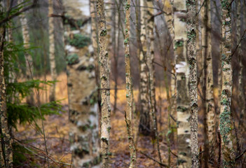 Birch trunks in the late autumn forest.