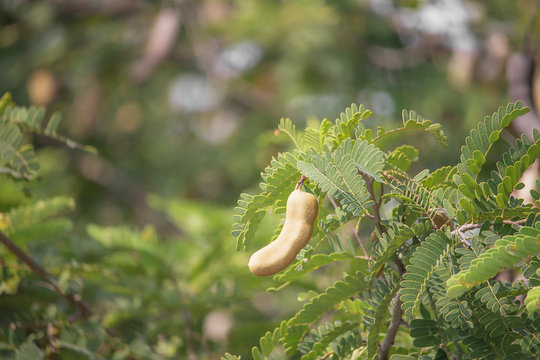 Tamarind on the tree in the garden.