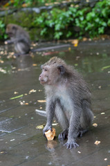 Macaque monkeys eat delicious yam on a rainy day. Monkeys in the wild. Long-tailed Macaque, Macaca flavicularis. Portrait on a blurred background.