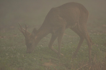 A roe deer on meadow in fog