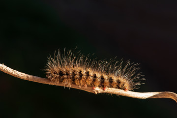 Caterpillar Orange color on a small branch.