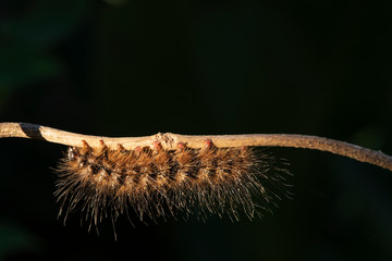 Caterpillar Orange color on a small branch.