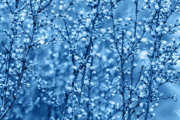 Flowering branches of cherry tree after rain classic blue toned. Flowers on blurred background. Selective focus.
