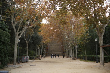 plane tree alley, Barcelona, Spain