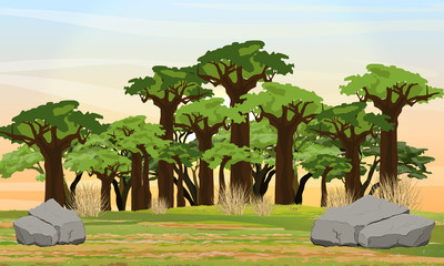 African savannah. Baobab grove. Wildlife of Africa. Realistic vector landscape