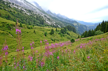 Fototapeta premium Beautiful mountain landscape with purple wild flowers at the forefront in French Alps. Hike on passes Annes and Oulettaz