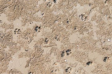 Dog footprint on the beach.