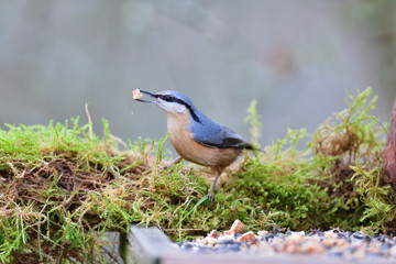 Eurasian Nuthatch close up as it has sunflower in its beak