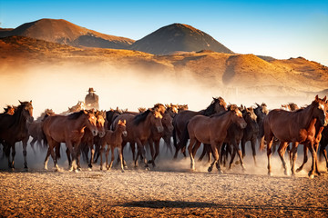 wild horses in front of the mountains and in the dust