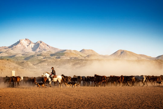 wild horses in front of the mountains and in the dust