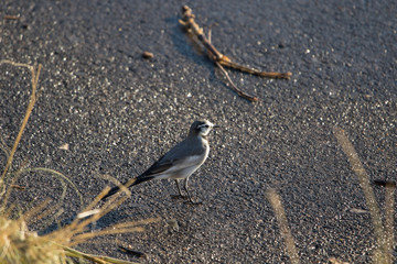 セグロセキレイ