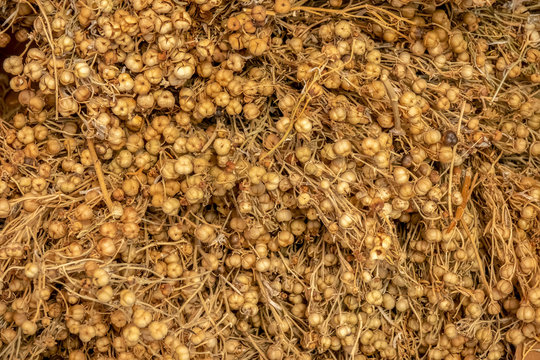Dried harmal seeds which are a magic plant
