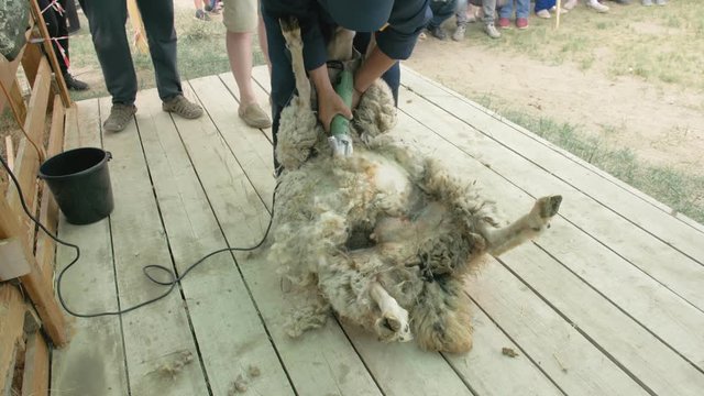Men shearer shearing sheep at agricultural show in competition. The process by which wool fleece of a sheep is cut off. Electric professional sheep manual hair clipper sheep cutting shearing machine.