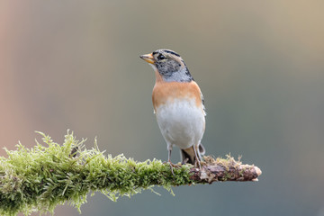 Portrait of Brambling in woodland (Fringilla montifringilla)