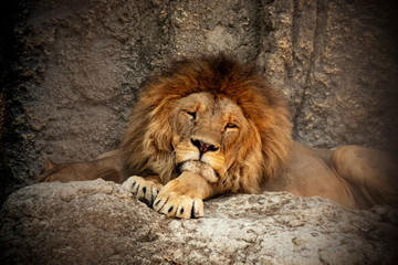 lion sleeping in the zoo © klazing