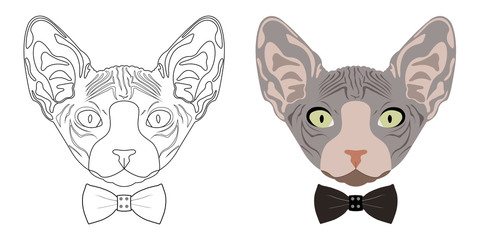 Obraz premium Brown sphynx cat wear bow tie isolated on white background.Hipster style.Pet portrait.Mammal animal.Vector.Illustration. 