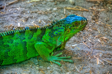 portrait of a green-colored iguana