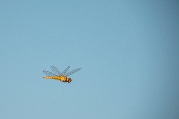 a dragonfly flying in the sky