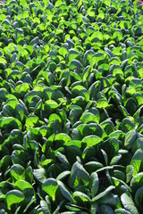 冬の朝日を浴びる小松菜