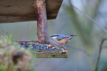 Eurasian nuthatch arrives at a seed feeder in spring