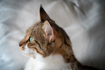 portrait of domestic cat standing in front of ground