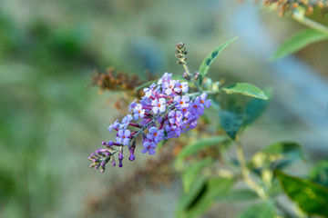 Purple lightly scented lilac flowers ona tree with green leafy background