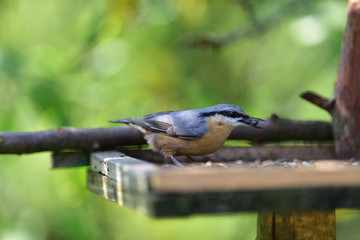 Eurasian Nuthatch close up as it has sunflower in its beak