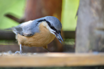 Obraz premium Portrait of a eurasian nuthatch on a feeder full of seeds and sunflowers
