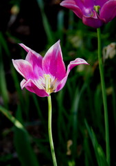 hellrote Tulpe mit einem fehlendem Blütenblatt vor dunklem Hintergrund