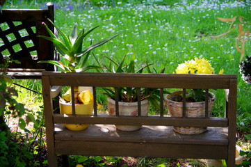 Sitzbank aus Holz mit 3 Blumentöpfen und Blumenwiese im Hintergrund