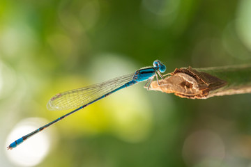 Close up blue dragonfly on branch of tree.