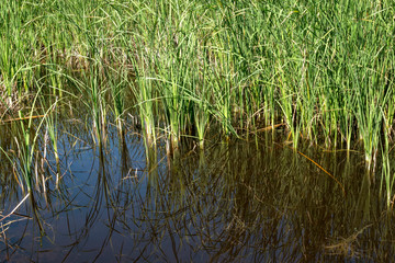 reflection of reeds in lake