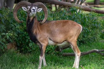 Wild mouflon sheep, one male grazing on pasture in daylight, green meadow, wild animals
