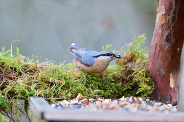 Eurasian nuthatch eats sunflower seeds on a feed in the forest