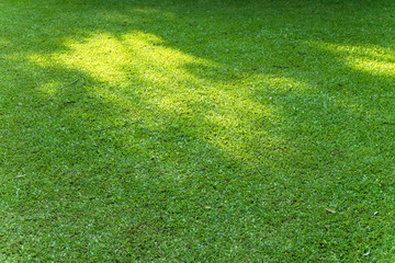 shade of a tree on turf grass in a park springtime