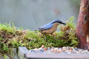 Eurasian Nuthatch close up as it has sunflower in its beak