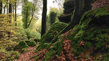 path in forest